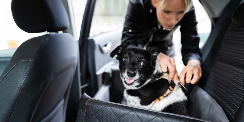 Dog Car Safety Tips
