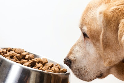 A dog sniffs the food