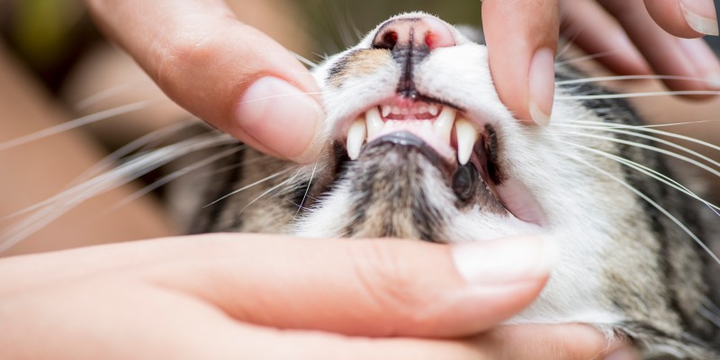 Cat Tooth Loss: All Nine Lives. But Fewer Teeth?