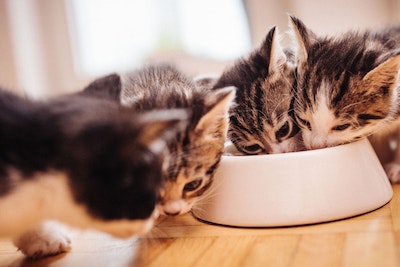 Kittens eat from a bowl