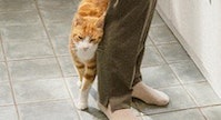 Cat near owner's legs