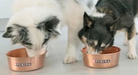 Dogs eating from Purina Bowl