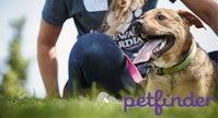 person and dog in grass, Petfinder logo