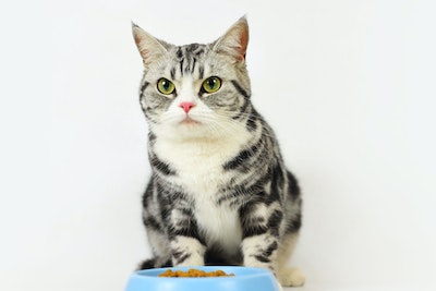 Cat at the bowl