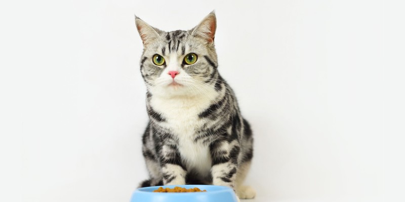 What Makes a Healthy Cat Food?