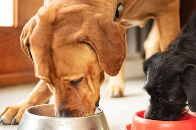 two dogs eating from their dog bowls