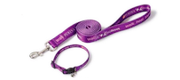 purple leash and collar